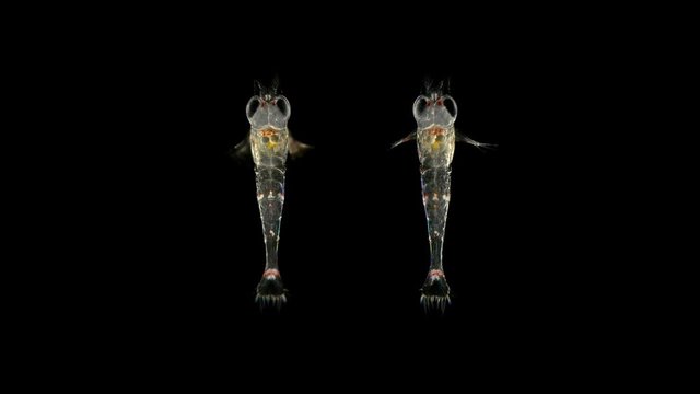 Red Sea plankton and zooplankton under a microscope, order Mysida, looks very much like a shrimp, class Malacostraca, type Arthropoda, a favorite fish food