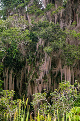 Spanish moss photographed in Linhares, Espirito Santo. Southeast of Brazil. Atlantic Forest Biome....
