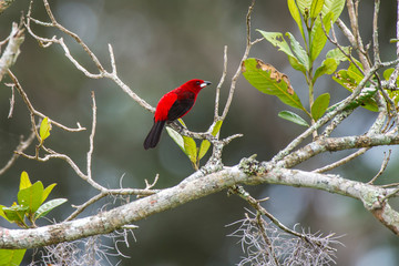 Bird photographed in Linhares, Espirito Santo. Southeast of Brazil. Atlantic Forest Biome. Picture made in 2014.