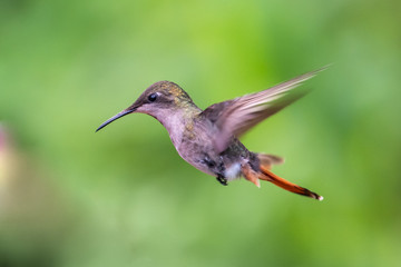Obraz na płótnie Canvas Hummingbird(Trochilidae)Flying gems ecuador costa rica panama