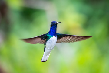 Hummingbird(Trochilidae)Flying gems ecuador costa rica panama