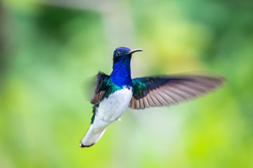 Hummingbird(Trochilidae)Flying gems ecuador costa rica panama