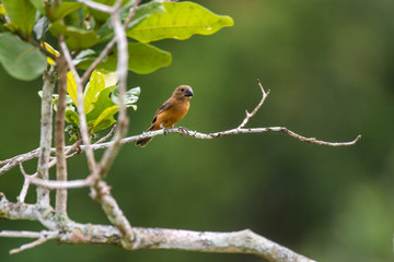 Bird photographed in Linhares, Espirito Santo. Southeast of Brazil. Atlantic Forest Biome. Picture made in 2014.