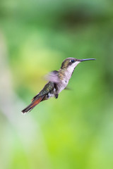 Hummingbird(Trochilidae)Flying gems ecuador costa rica panama