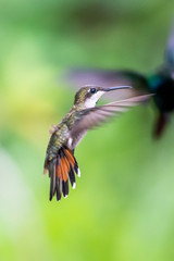 Naklejka na ściany i meble Hummingbird(Trochilidae)Flying gems ecuador costa rica panama