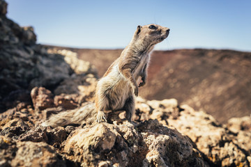 Kleines Streifenhörnchen auf Fuerteventura