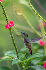 Hummingbird(Trochilidae)Flying gems ecuador costa rica panama