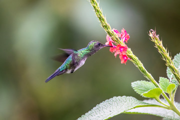 Hummingbird(Trochilidae)Flying gems ecuador costa rica panama
