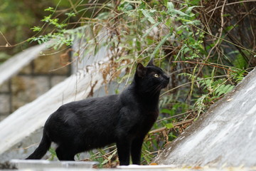 The lovely black cat in the garden.