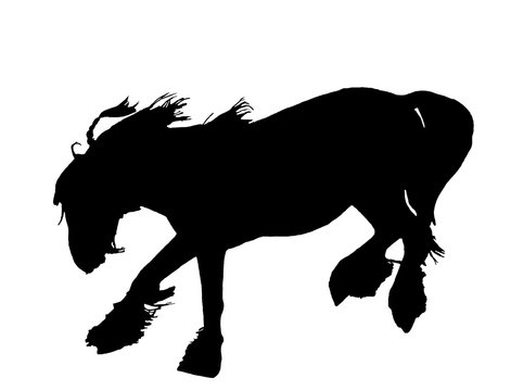 Irish Tinker Pferd Silhouette