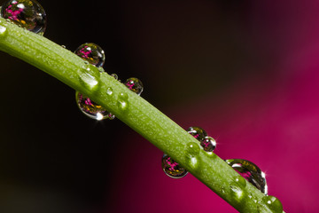 Colorful flower blossom behind rain drops hanging on plants