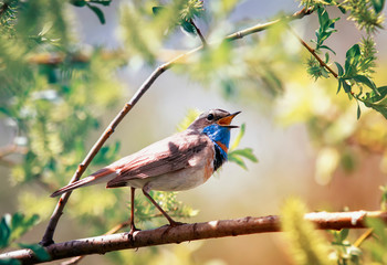 songbird male varakushki sits on the branches of willow in the spring Sunny garden and sings