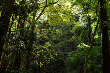 サザンカの咲く森
