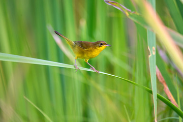 Bird photographed in Linhares, Espirito Santo. Southeast of Brazil. Atlantic Forest Biome. Picture made in 2014.