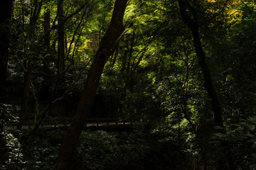 Obraz premium 明治の森箕面国定公園・薄暗い滝道の風景