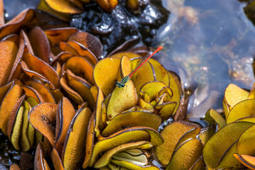 Dragonfly photographed in Linhares, Espirito Santo. Southeast of Brazil. Atlantic Forest Biome. Picture made in 2014.
