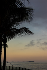 Naklejka na ściany i meble silhouette of palm tree at sunset