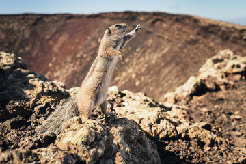 Kleines Streifenhörnchen auf Fuerteventura