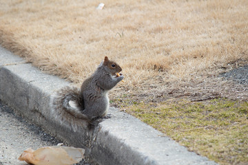 Squirrel