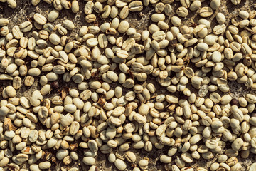 Coffee beans are drying at coffee farm..