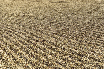 Coffee beans are drying at coffee farm..
