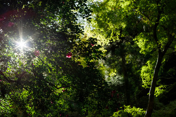 木漏れ日とサザンカ