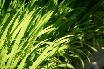 Fototapeta na wymiar Green nature background of long leaf grass under summer sunlight.