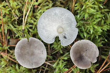 Cantharellula umbonata, known as the  Humpback, wild edible mushroom from Finland