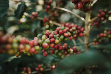 Obraz premium Coffee tree with ripe berries on farm..