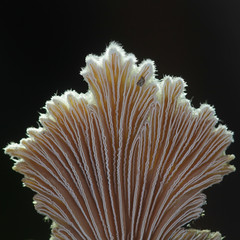 Schizophyllum commune, known as split gill or splitgill mushroom, wild medicinal fungus from Finland