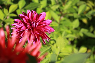 Dahlia  flowers in the garden