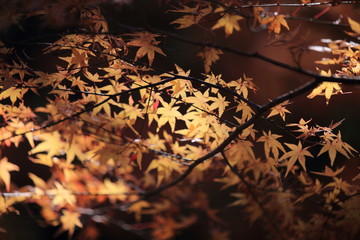 Autumnal landscape of Suizawa maple valley in the Mie Prefecture of Japan