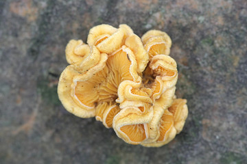 Phyllotopsis nidulans, known as the mock oyster or the orange oyster, wild mushrooms from Finland