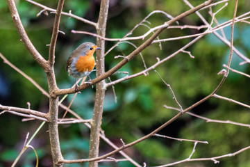 Robin on a branch
