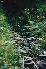 Close up photo with selective focus of small pure forest rill running between the fresh grass and cold stones.