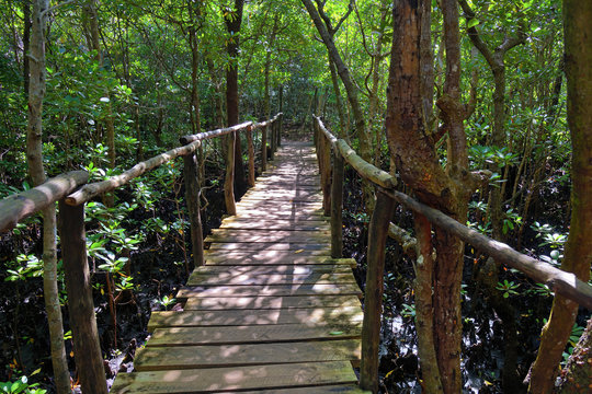 Wooden Bridge In Mangrove Jozani Forest, Zanzibar, Tanzania, Africa