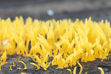 Calocera cornea, known as the Small Stagshorn fungus, wild mushroom from Finland