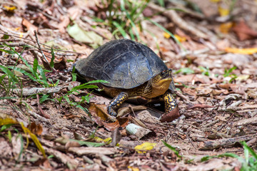 Turtle photographed in Linhares, Espirito Santo. Southeast of Brazil. Atlantic Forest Biome. Picture made in 2014.