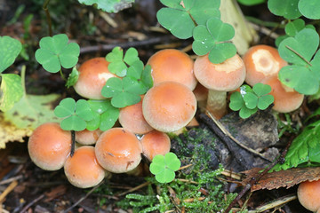 Hypholoma lateritium, known as brick cap or brick tuft, wild mushroom from Finland