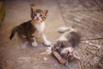 Two cute kittens are played on the stone floor in the summer yard.