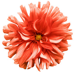 Red flower dahlia  on a white  background isolated  with clipping path. Closeup. shaggy  flower for design. Dahlia. - obrazy, fototapety, plakaty
