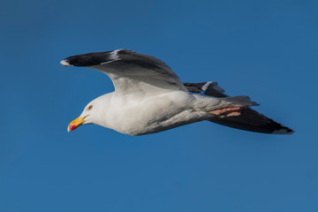 Great black-backed gull in flight