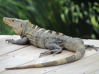 Black spiny-tailed iguana (Ctenosaura similis), Costa Rica