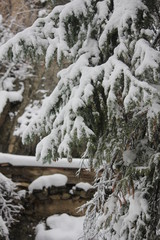Fototapeta na wymiar Snow Covered Brances