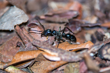  Dinoponera ant photographed in Linhares, Espirito Santo. Southeast of Brazil. Atlantic Forest Biome. Picture made in 2014.