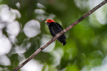 Bird photographed in Linhares, Espirito Santo. Southeast of Brazil. Atlantic Forest Biome. Picture made in 2014.