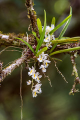 Flower photographed in Linhares, Espirito Santo. Southeast of Brazil. Atlantic Forest Biome. Picture made in 2014.