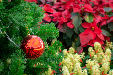 Red christmas decoration ball on tree with fresh flower garden in the background.