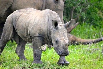 Obraz premium baby rhino