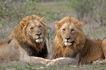 lion in africa